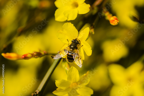 Bees in collecting honey on tiny yellow flowers of winter jasmine-Jasminum nudiflorum 