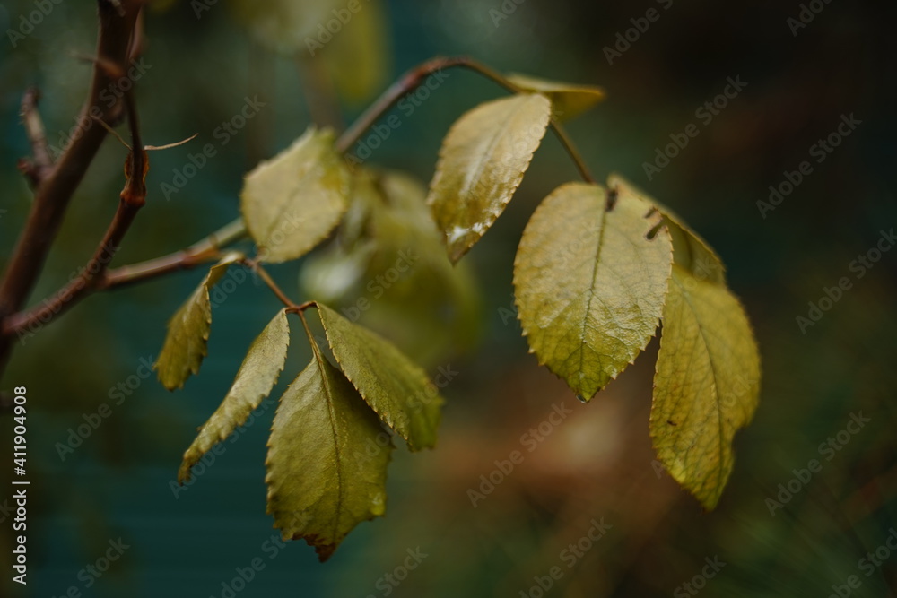 Wet rose leaves in a spring garden closeup. Wet rose leaves in a spring garden closeup.