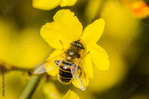 Bees in collecting honey on tiny yellow flowers of winter jasmine-Jasminum nudiflorum 