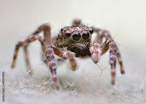 Small poilish jumping spider macro on his natural environment