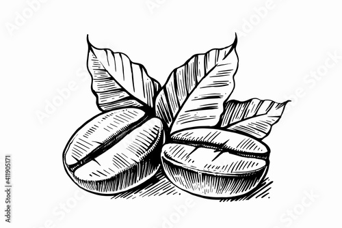 sketch of coffee beans with leaves