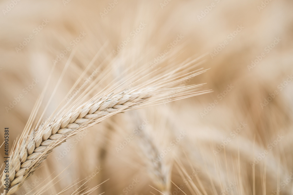 Close-up of ripe dry wheat. Beautiful natural brown grass background Close-up of ripe dry wheat. Beautiful natural brown grass background