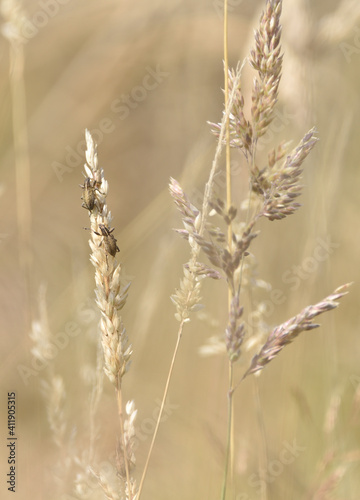 beige grasses on a meadow at the end of summer, and on them worms Liophloeus 