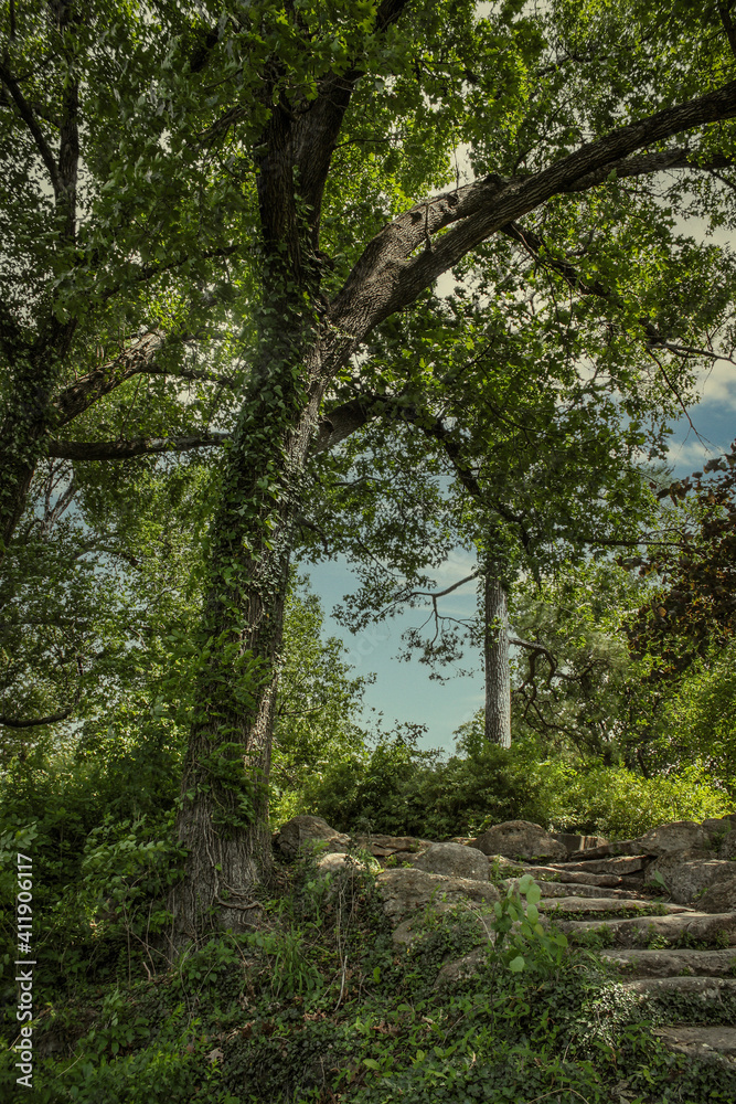 Mysterous rocky steps lead up into fairyland woods with towering trees covered with vines Mysterous rocky steps lead up into fairyland woods with towering trees covered with vines