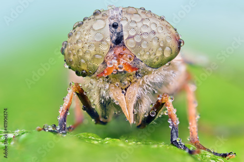Photos Amazing colorful close-up macro of Horsefly Tabanus Sp