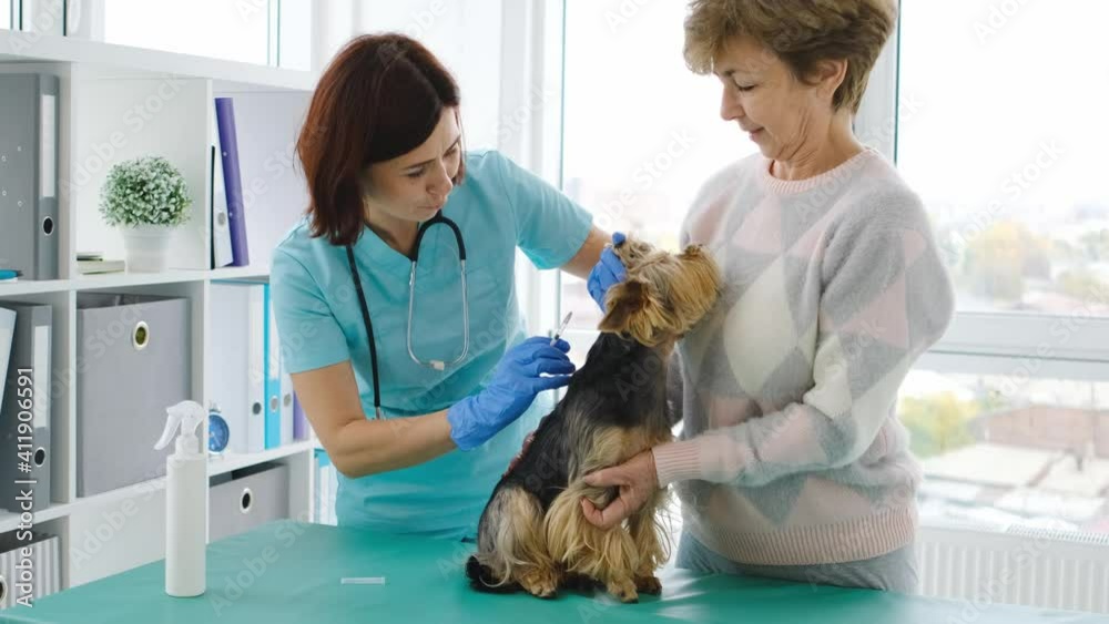 Woman vet doing injection to yorkshire terrier dog at appointment in clinic Woman vet doing injection to yorkshire terrier dog at appointment in clinic