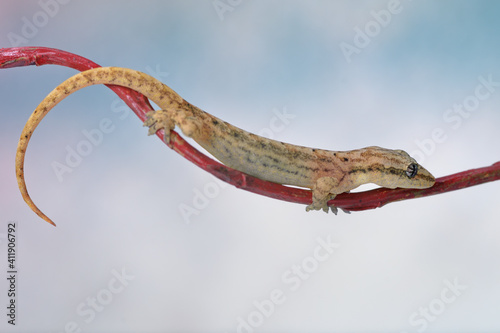 Lepidodactylus lugubris - crying gecko photo