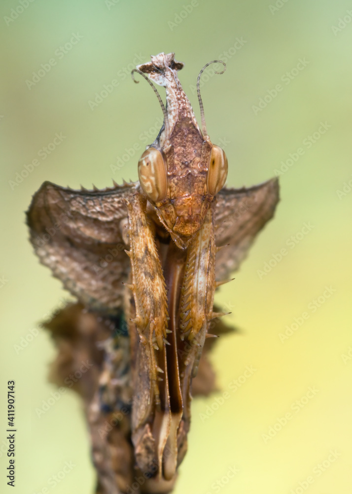 Idolomantis diabolica portrait macro Idolomantis diabolica portrait macro