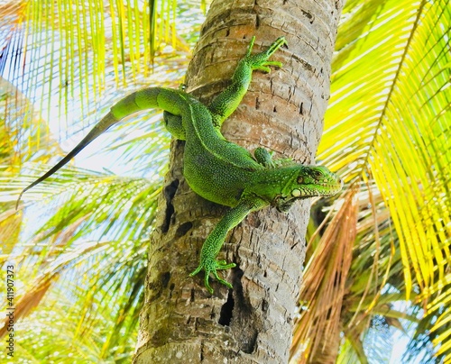 green iguana on a palm tree