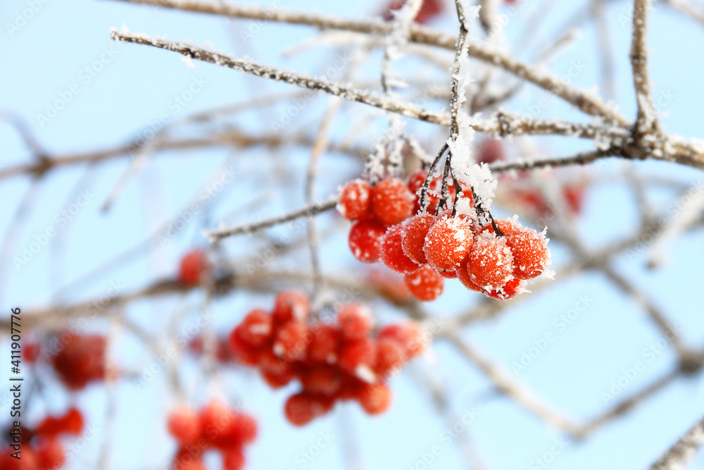 Winter frozen viburnum under the snow. Viburnum in the snow. Red berries. Wonderful winter. Hoarfrost Winter frozen viburnum under the snow. Viburnum in the snow. Red berries. Wonderful winter. Hoarfrost