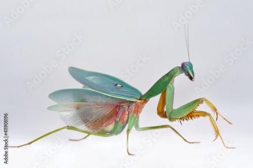 Rhombodera macro show her amazing wings