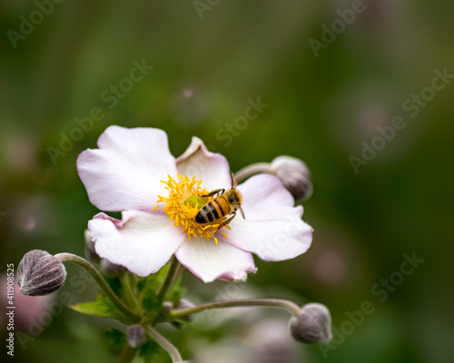 bee on a flower