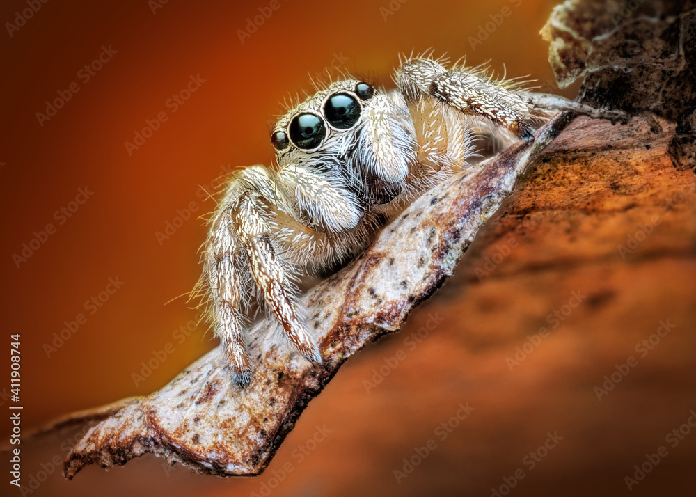 Salticus scenicus jumping spider macro