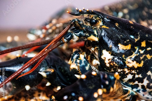 Lobster close  up  