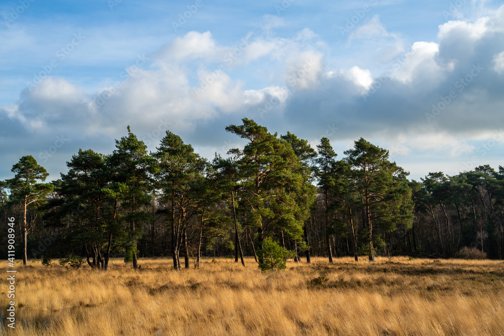 Heath landscape in winter in Netherlands
Heath landscape in winter in Netherlands