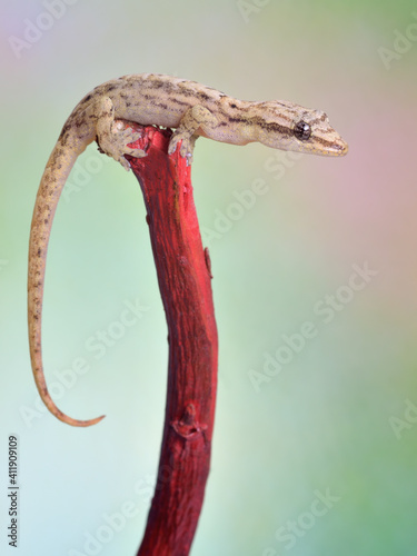Lepidodactylus lugubris - crying gecko