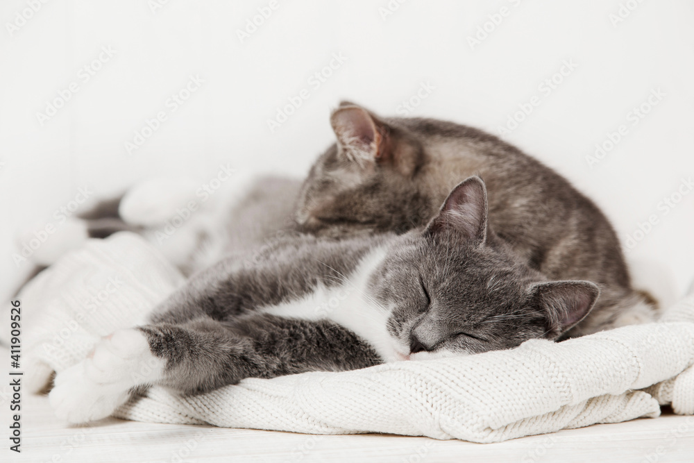 Two gray cats sleep together, hug and care. Show tenderness, lie on a soft white knitted sweater.