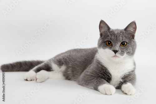 Funny gray kitten with white paws socks, isolate on a white background. The pet is watching and playing. Commercial sale, copy space. © Plutmaverick