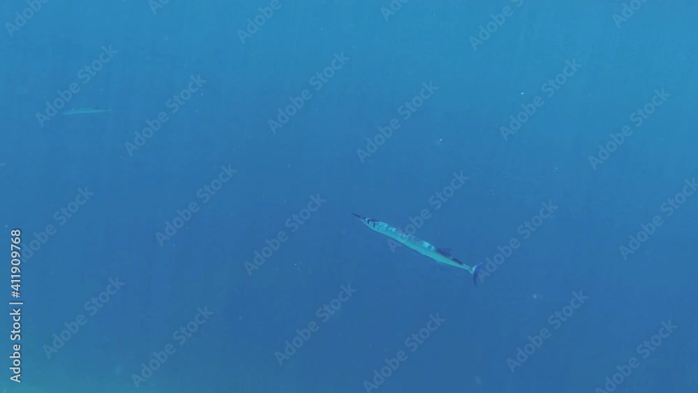 garfish swims in the blue sea garfish swims in the blue sea