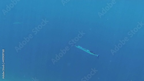 Wallpaper Mural garfish swims in the blue sea Torontodigital.ca