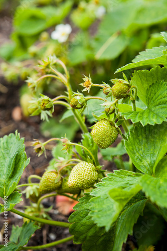 Strawberry plant with many  young green fruit.