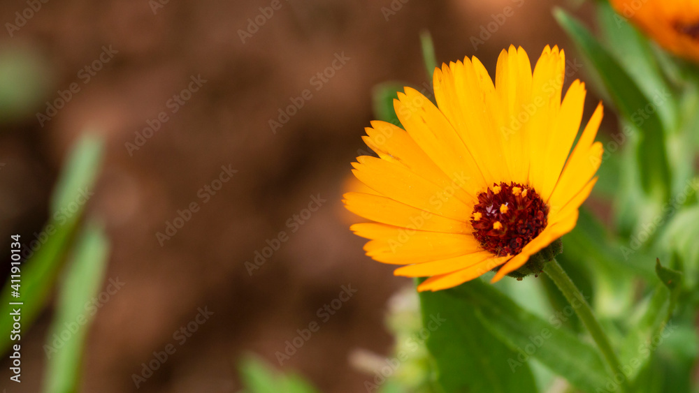 yellow flowers on background yellow flowers on background