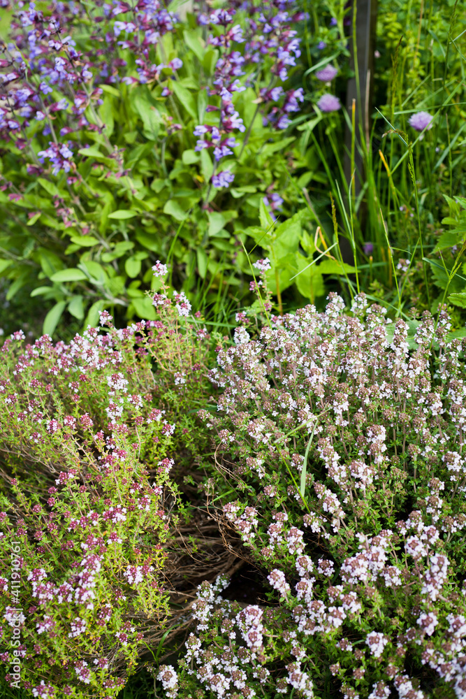 Obraz premium Herbal and Medicinal Plants blooming in the garden.