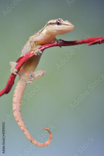 Lepidodactylus lugubris - crying gecko