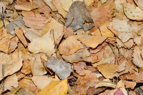 close-up - fallen dry variegated leaves in autumn in the forest