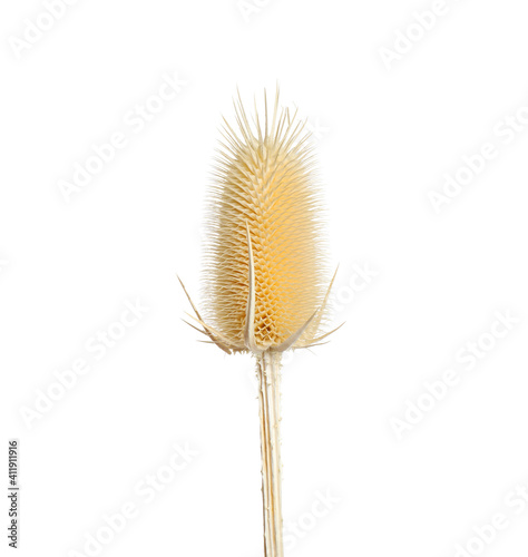 Beautiful dry teasel flower isolated on white