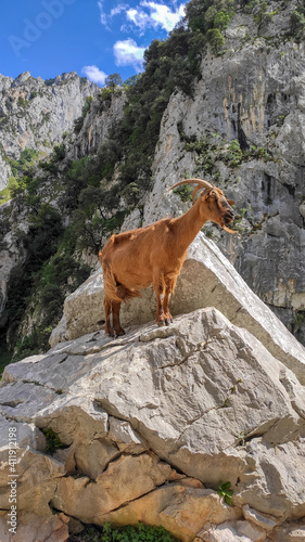 Mountain goat on the Cares Gorge Trail. The Cares Route, placed in the very heart of Picos de Europa National Park, also known as “La Garganta Divina” (The Divine Gorge).