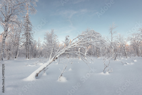 Far north, snow-covered winter landscape. A fallen tree covered in snow. photo