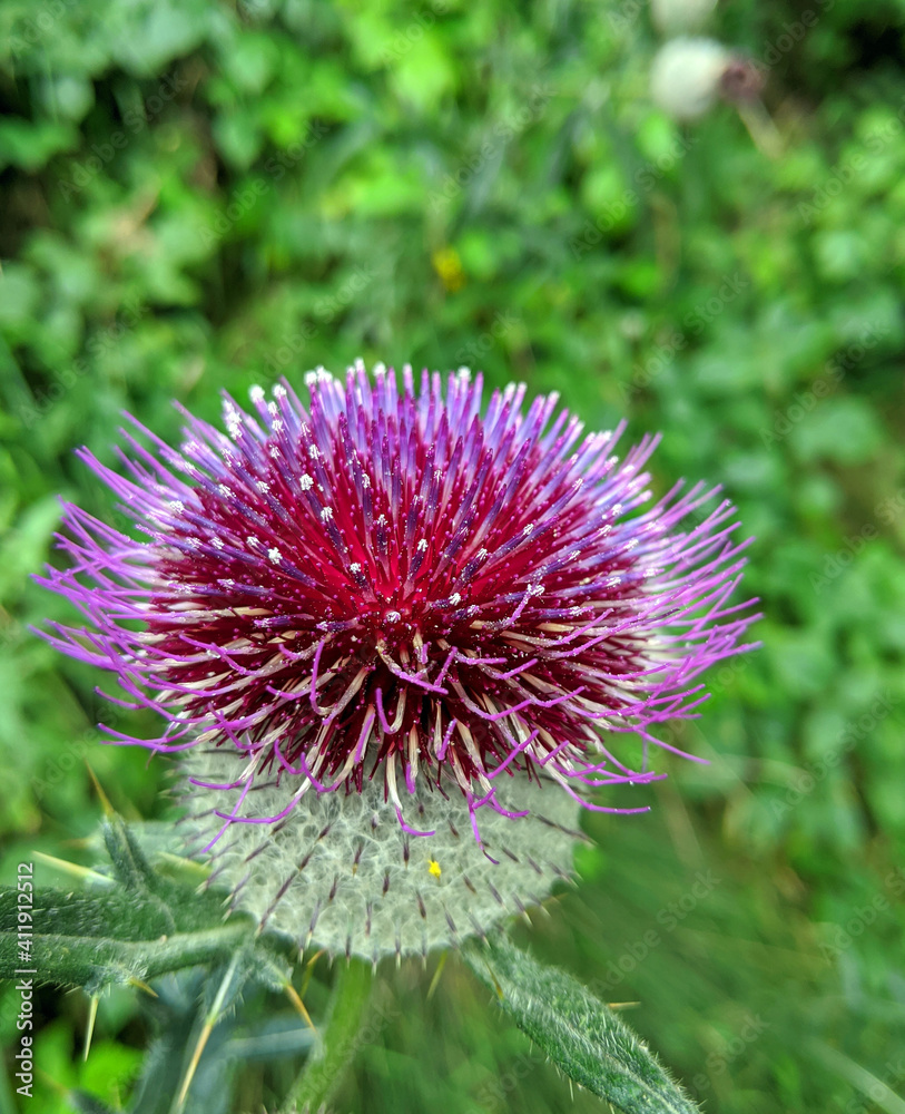 Pink thistle blossom Pink thistle blossom