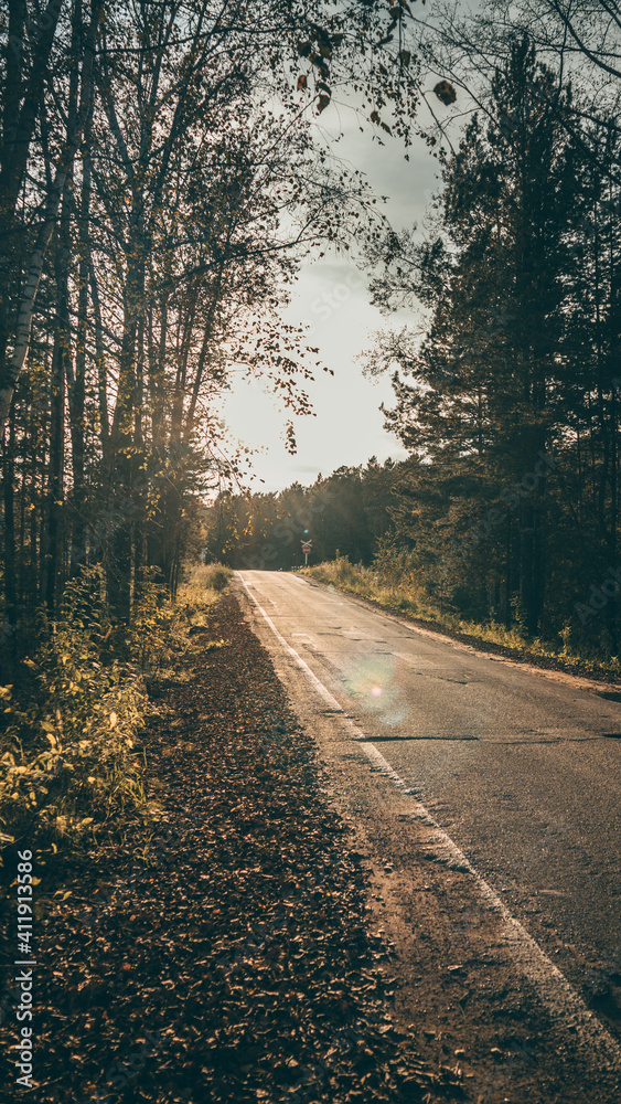 Obraz premium road in the forest