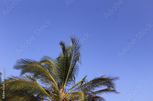 palm trees against sky