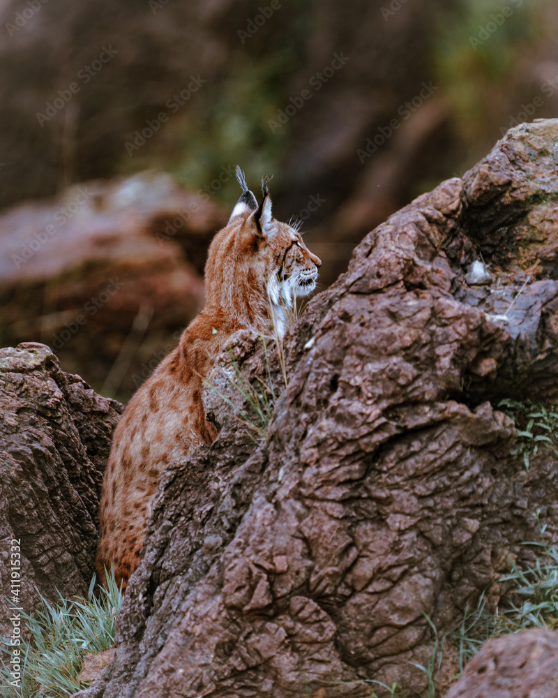 Curious and beautiful boreal lynx (Lynx lynx) in cabarceno walking on its environment and looking at the camera. This cute bobcat with vibrant colors and deep eyes Curious and beautiful boreal lynx (Lynx lynx) in cabarceno walking on its environment and looking at the camera. This cute bobcat with vibrant colors and deep eyes