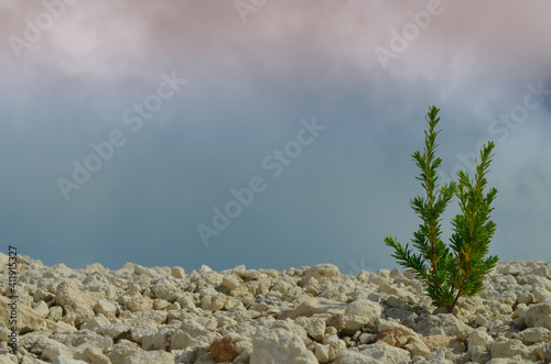 Plant growing on top of rocks after the rain