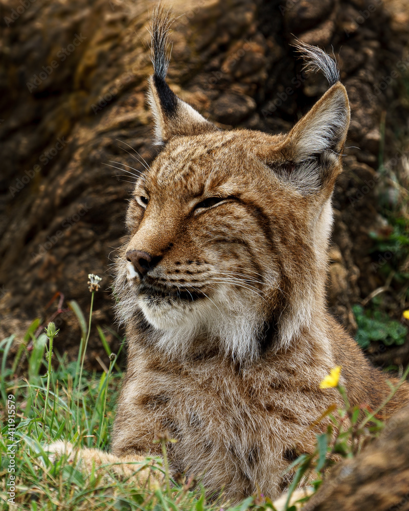 Obraz premium Curious and beautiful boreal lynx (Lynx lynx) in cabarceno walking on its environment and looking at the camera. This cute bobcat with vibrant colors and deep eyes 