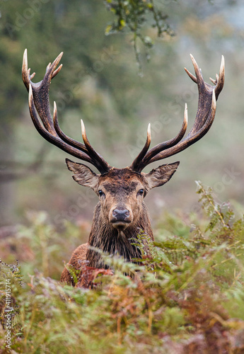 Red Deer stag looking through the autumn bracken in the countryside  photo