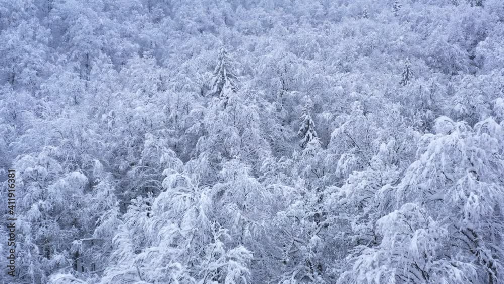 Aerial drone top down fly over winter spruce and pine forest. Fir trees in mountains valley covered with snow. 4K UHD video
