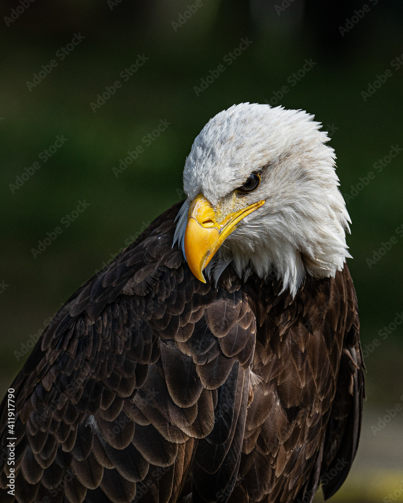 Obraz premium Bald Eagle look down