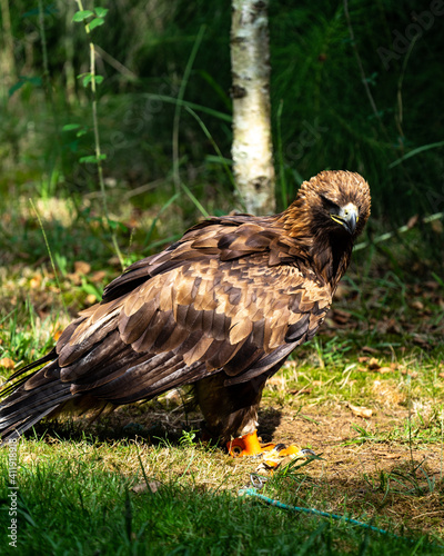 Young Golden Eagle portrait silhouette brown and black