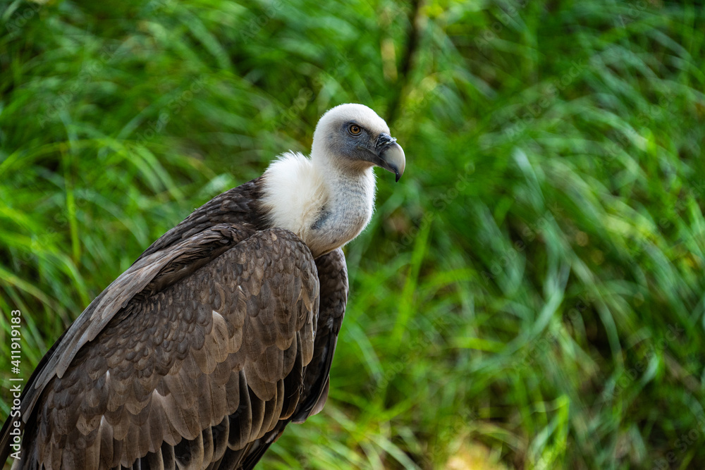 Vulture portrait siloutte grey and white Vulture portrait siloutte grey and white