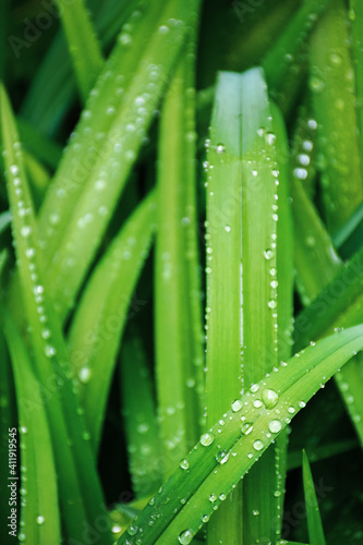 dew drops on the grass close up. beautiful green nature background. spring freshness concept