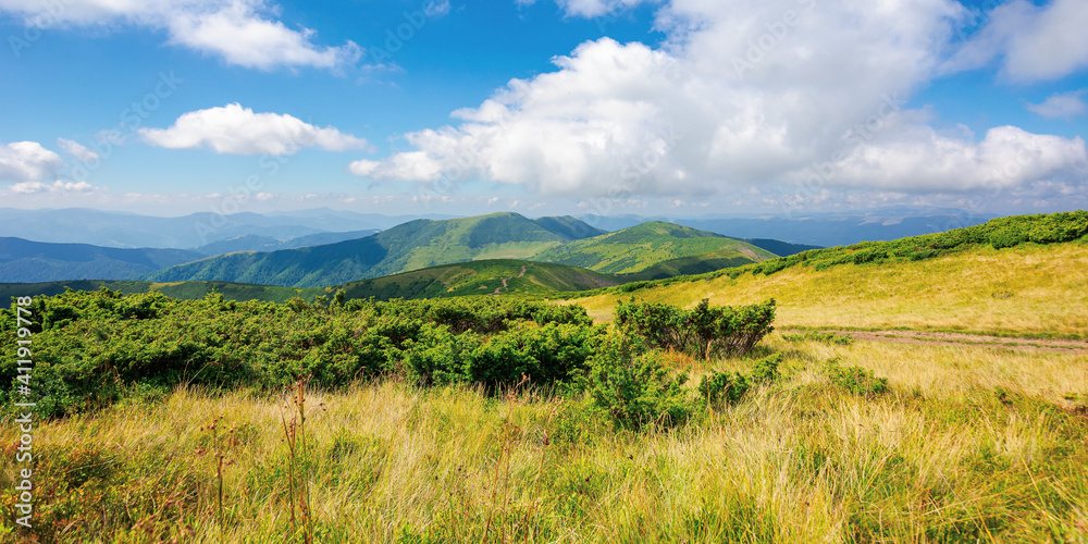 mountain landscape on a bright summer day. meadow in grass and plants on the hill. wonderful weather with fluffy clouds on the sky. chornohora ridge of carpathians