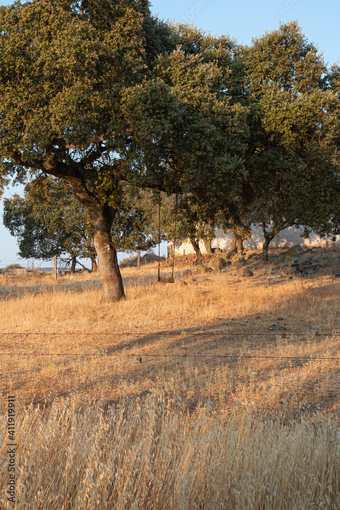 Acorn trees in Andalusia Spain Acorn trees in Andalusia Spain