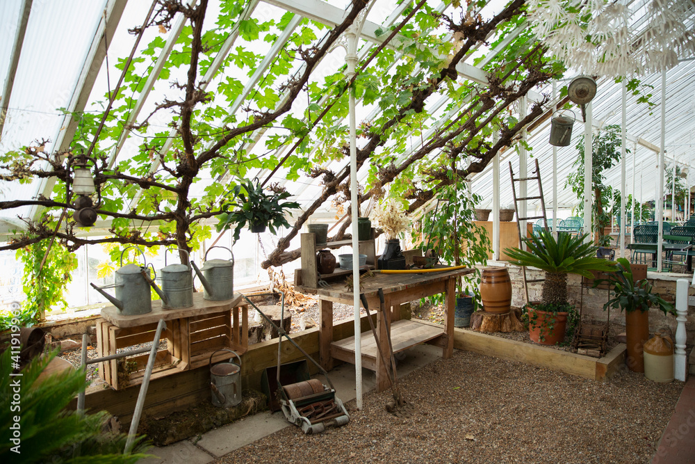 Climbing tree plants growing on greenhouse windows Climbing tree plants growing on greenhouse windows