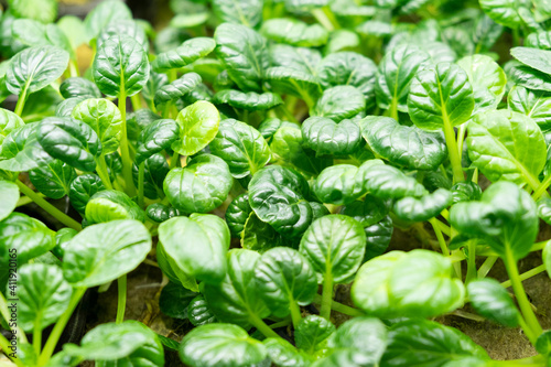 green leaves of edenvia lettuce grown on a microfarm using the agroponic method