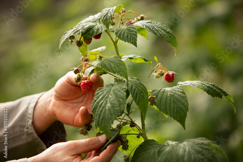 Close up hands inspecting raspberry plant in garden