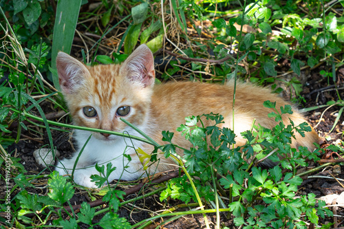 Baby orange cat between the grass © Raul